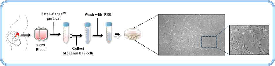 인간 제대혈 유래 중간엽 줄기세포의 분리