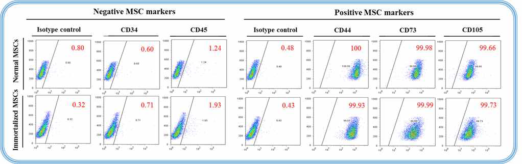 FACS analysis를 이용한 불멸화된 줄기세포의 특성 확인