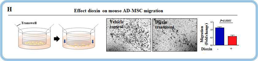 실험 동물 모델에서 다이옥신에 의한 줄기세포의 이동 능력 억제 효능 평가