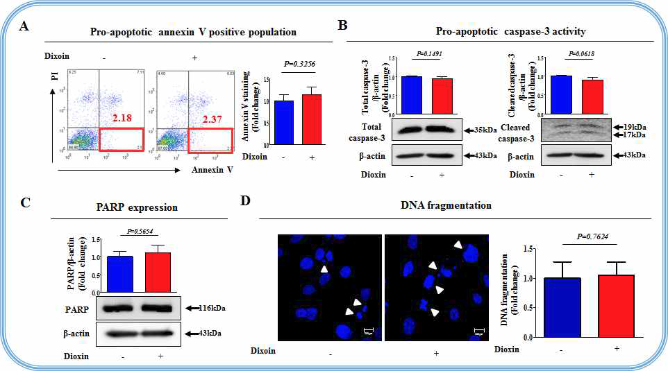 다이옥신에 의한 줄기세포의 사멸 (apoptosis)에 미치는 영향 평가