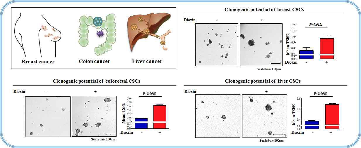 다이옥신이 다양한 암줄기세포 증식에 미치는 영향 평가