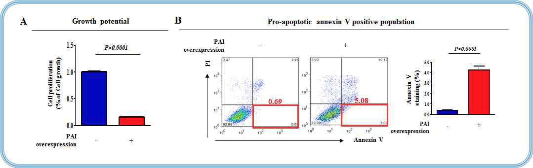 PAI 과발현이 줄기세포의 증식에 미치는 영향 평가