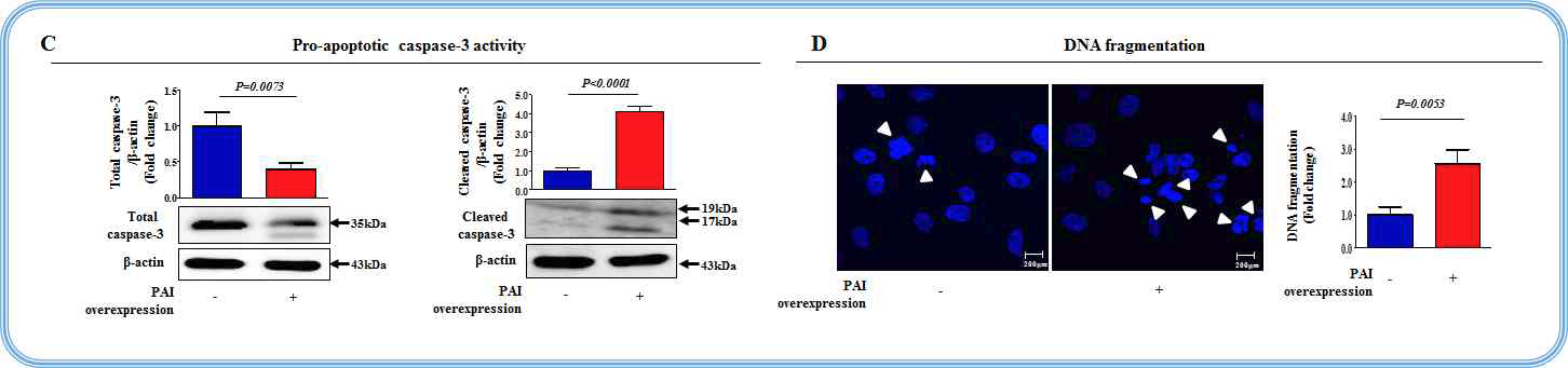 PAI 과발현이 줄기세포의 사멸에 미치는 영향 평가