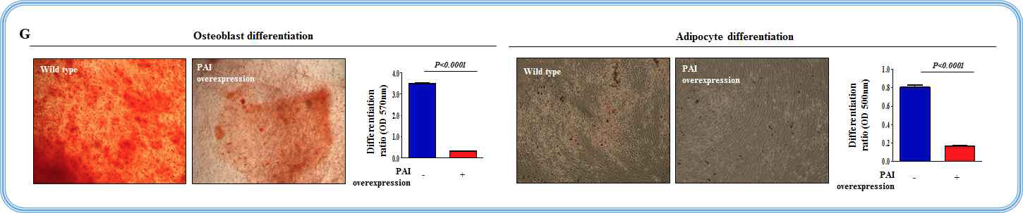 PAI 과발현이 줄기세포의 분화 능력에 미치는 영향 평가