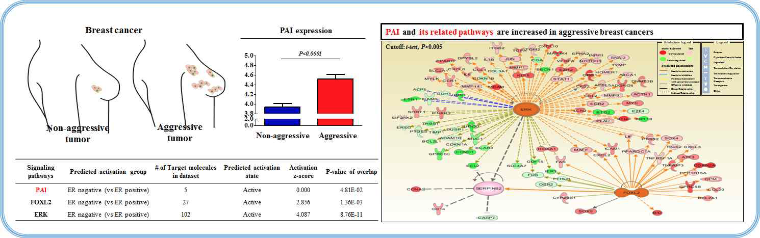 PAI 및 관련 신호전달 기전이 유방암의 발생에 미치는 영향 평가