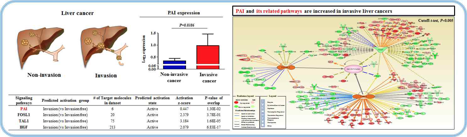 PAI 및 관련 신호전달 기전이 간암의 발생에 미치는 영향 평가