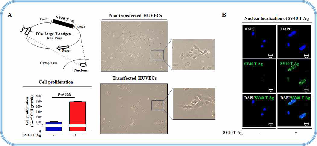 혈관 내피 세포의 대량 배양 및 SV40 large T antigen을 이용한 불멸화