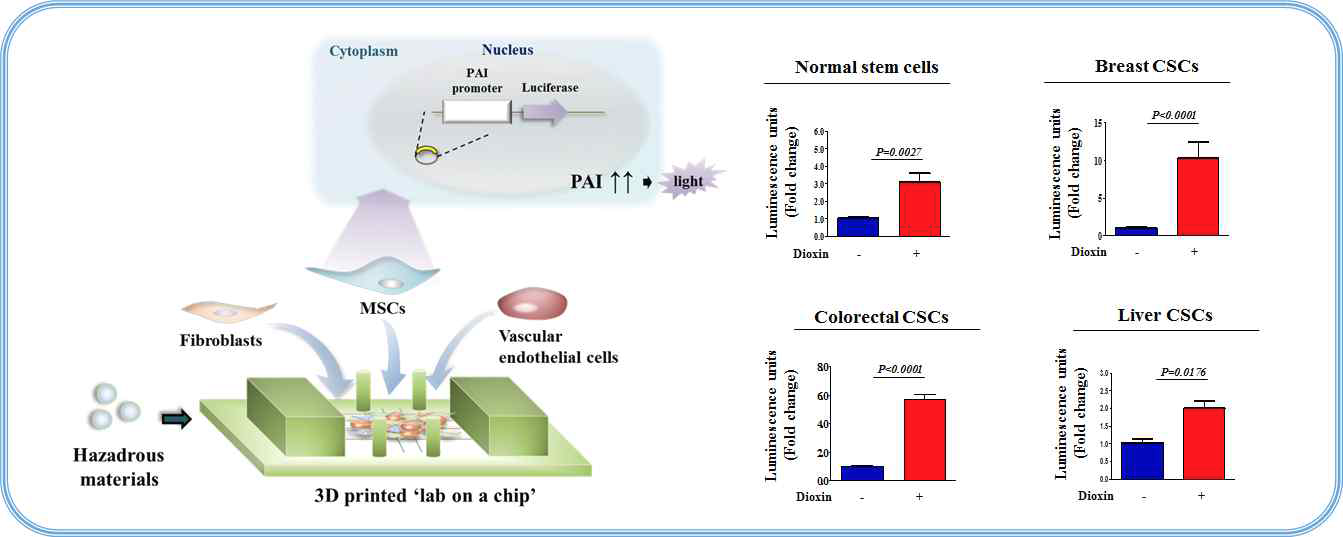 PDMS 상에서 혈관내피세포들의 특성 확인