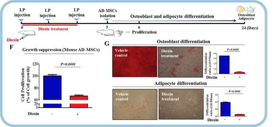 실험 동물 모델에서 다이옥신에 의한 줄기세포의 증식 및 분화 능력 억제