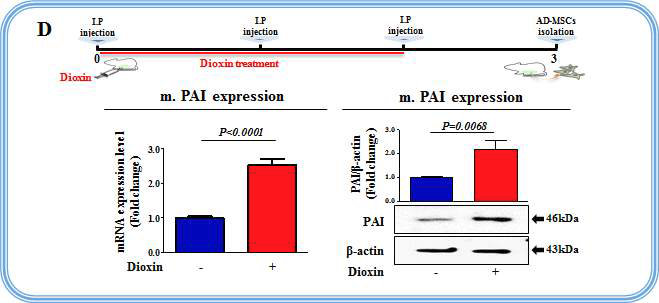 실험 동물 모델에서 다이옥신에 의한 표적 유전자인 PAI의 반응성 검증