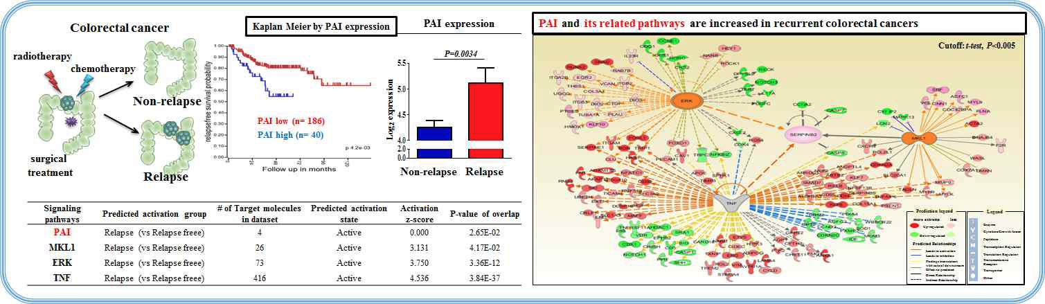 PAI 및 관련 신호전달 기전이 대장암의 발생에 미치는 영향 평가