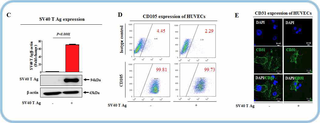 FACS analysis를 이용한 불멸화된 혈관내피세포의 특성 확인