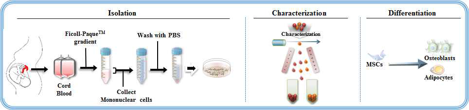 Percoll gradient centrifugation법을 통한 제대혈 유래 중간엽 줄기세포의 분리