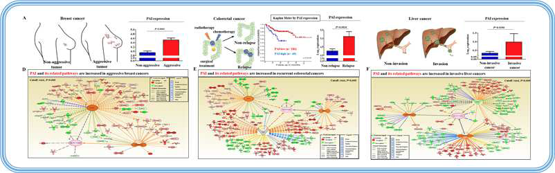 생물정보학적 분석 (Bio-informatics analysis)을 통한 PAI의 발암성 검증