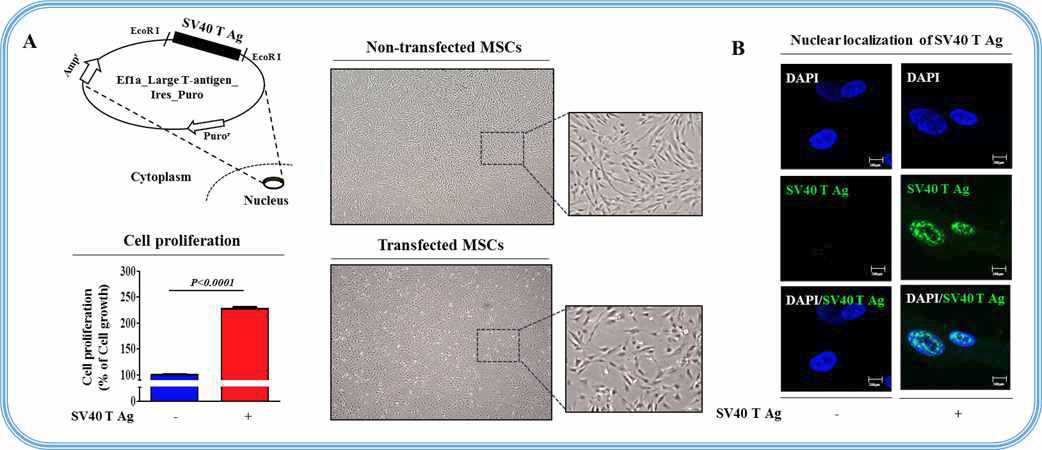 줄기세포에 SV40 Large T antigen의 도입 (transfection)