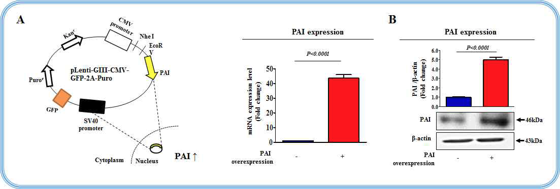 바이러스 벡터를 이용해 PAI 과발현 줄기세포의 확립