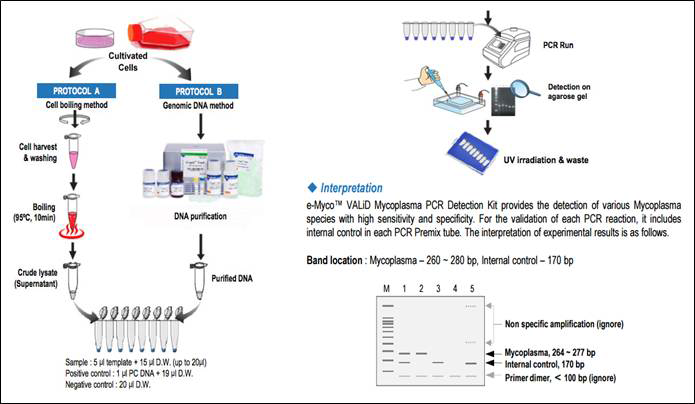 PCR 방법을 이용한 Mycoplasma 검출