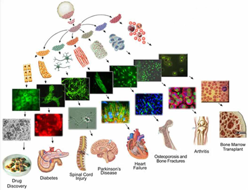 줄기세포의 다양한 조직으로의 분화 가능성 및 응용 분야