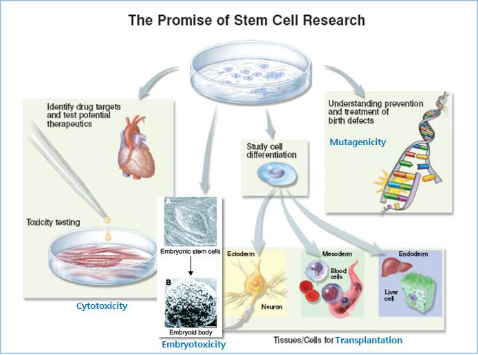 줄기세포 연구의 전망