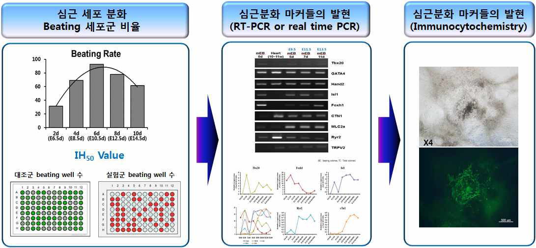 마우스 배아줄기세포의 심근 분화조건에서 발생독성 평가