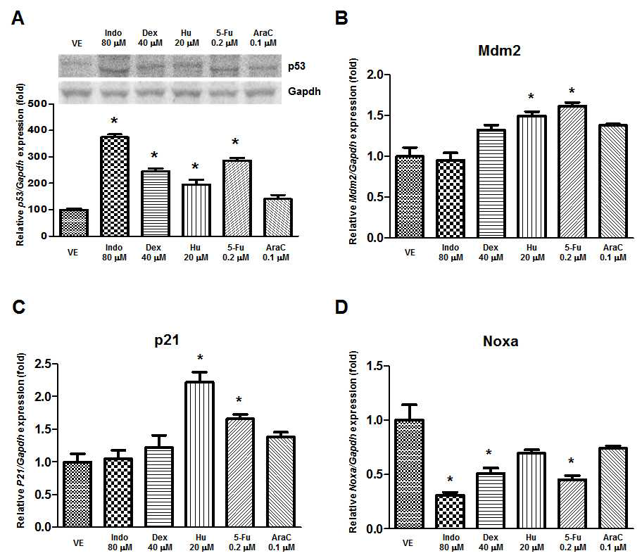 발생독성물질 처리에 따른 p53, Mdm2, p21, Noxa의 발현 변화