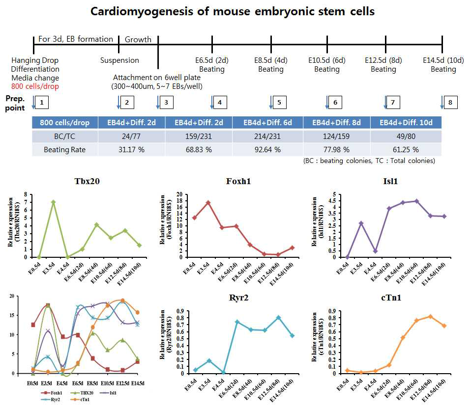 마우스 배아줄기세포의 심근세포 분화 과정 및 심근 마커들의 발현