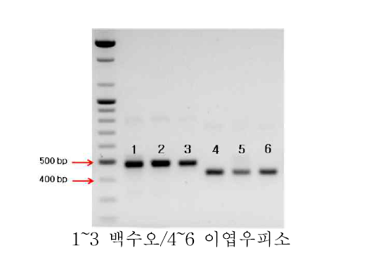 유전자 증폭(PCR) 감별결과 (대한민국약전외 한약(생약)규격집)
