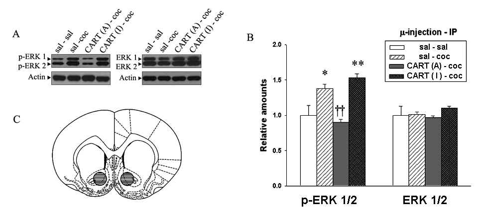 CART 55-102 peptide를 nucleus accumbens 내에 국소주입 후 코카인을 주면 코카인에 의한 pERK 증가를 block 함을 알 수 있다