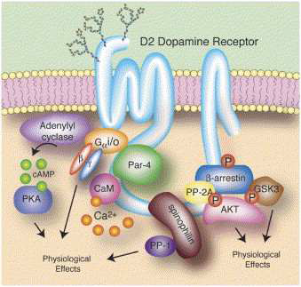 도파민 D2에 의해 조절되는 Akt-GSK signaling.