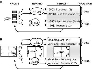 A. 사람에게서 널리 쓰이는 Iowa Gambling Task. B. IGT를 모방한 rat version의 행위중독 의사결정 모델 (rGT).