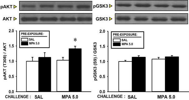 MPA 전처리 후 다시 MPA로 challenge 한 그룹에서 전체 Akt에 대한 인산화 형태의 pAkt 양이 유의미한 수준으로 증가 하였다. 이와 같은 결과는 MPA에 의해 sensitization이 나타날 때 그 발현의 중심부인 NAcc 내에서 Akt에 의한 신호전달계에 어떤 변화가 일어남을 시사한다 (n = 9 ~ 12).