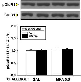 MPA 혹은 saline 전처리 후 다시 MPA 혹은 saline으로 challenge 하고 GluA1에 대한 인산화 형태의 pGluA1 양을 관찰하였으나, 어느 그룹에서도 유의미한 차이는 간찰되지 않았다 (n = 9 ~ 12).