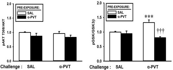 α-PVT 전처리 후 다시 α-PVT로 challenge 한 그룹에서 전체 GSK3β에 대한 인산화 형태의 pGSK3β 양이 유의미한 수준으로 감소 하였다. 이와 같은 결과는 α-PVT에 의해 sensitization이 나타날 때 그 발현의 중심부인 NAcc 내에서 GSK3β에 의한 신호전달계에 어떤 변화가 일어남을 시사한다 (n = 9 ~ 12).