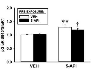 5-API 혹은 saline 전처리 후 다시 5-API 혹은 saline으로 challenge 하고 GluA1에 대한 인산화 형태의 pGluA1 양이 유의미한 수준으로 감소 하였다. 이와 같은 결과는 5-API에 의해 sensitization이 나타날 때 그 발현의 중심부인 NAcc 내에서 GluA1에 의한 신호전달계에 어떤 변화가 일어남을 시사한다 (n = 7 ~ 9).