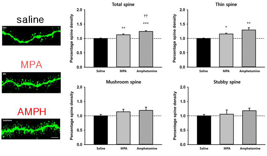 Saline, MPA, amphetamine을 각각 반복적으로 주고 2주 후에 nucleus accumbens 내의 dendritic spine의 수를 count한 결과. 왼쪽의 사진은 대표적인 confocal image 사진임. (실험에 사용한 그룹당 동물의 마리수는 n = 5, 측정에 사용한 neuron의 총 갯수는 n = 21 ~ 28).