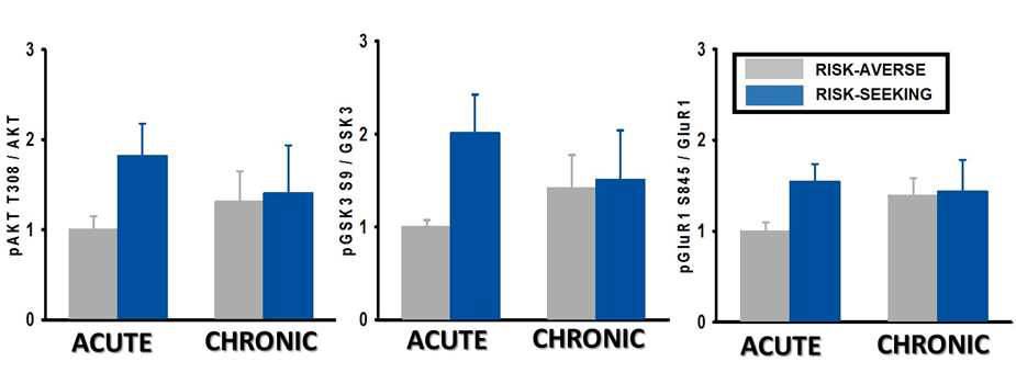 rGT 훈련을 마친 rat들에게 saline 혹은 MPA를 전처리 하여 주고, saline 혹은 MPA challenge 후 다시 rGT test를 한 다음, nucleus accumbens 내의 신호전달 분자들을 분석한 결과. 어느 그룹에서도 유의미한 결과는 나오지 않았다. averse acute (n=4), averse chronic (n=5), seeking acute (n=4), seeking chronic (n=4).