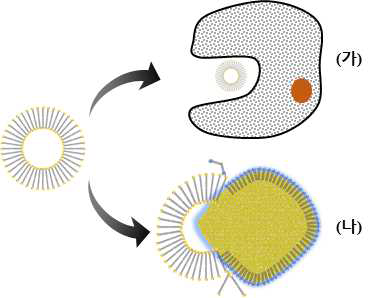 리포좀이 체내에서 제거되는 과정 (가):Mononuclear phagocyte system(MPS) (나) : 지질단백질과 리포좀의 상호작용