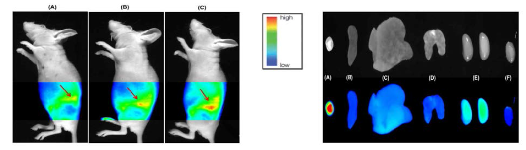 NIR fluorescence 법을 이용한 정맥주사용 제제의 생체 및 각 장기별 분포 확인 연구 사례