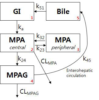 Mycophenolate 모델의 구조