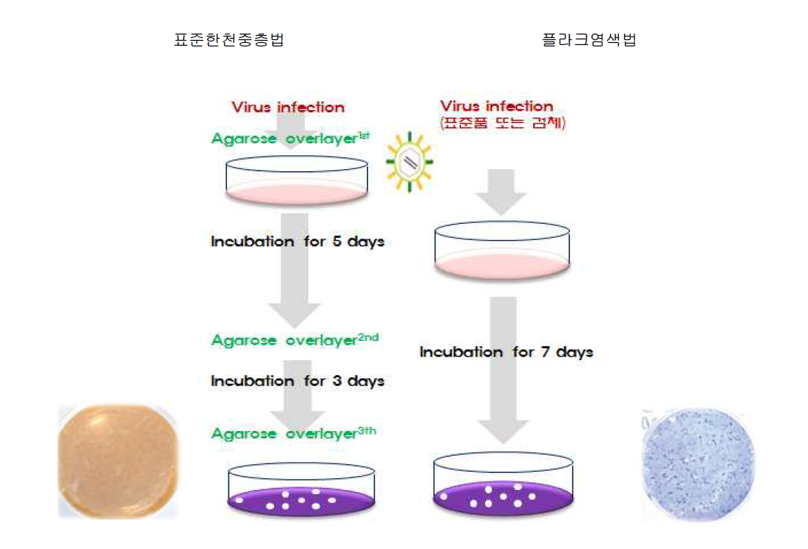 바이러스함량시험 비교 및 염색 후 플라크의 모양