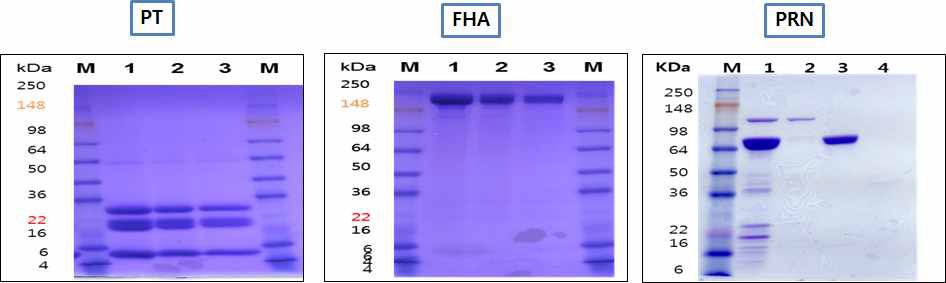 SDS-PAGE analysis of purified antigen(200 L scale culture)