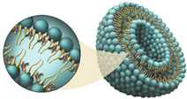 리포좀의 형태 이미지