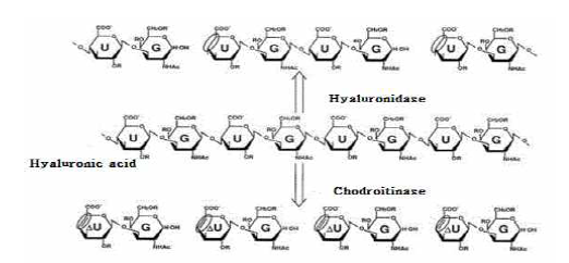 히알루로니다아제와 콘드로이티나아제 ABC 효소의 히알루론산 분해과정
