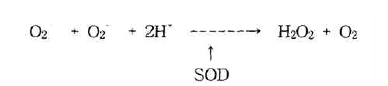superoxide dismutase의 항산화 방어 기전.