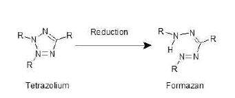tetrazolium salt의 환원 반응.