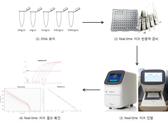 Real-time PCR 최적조건 확립과정
