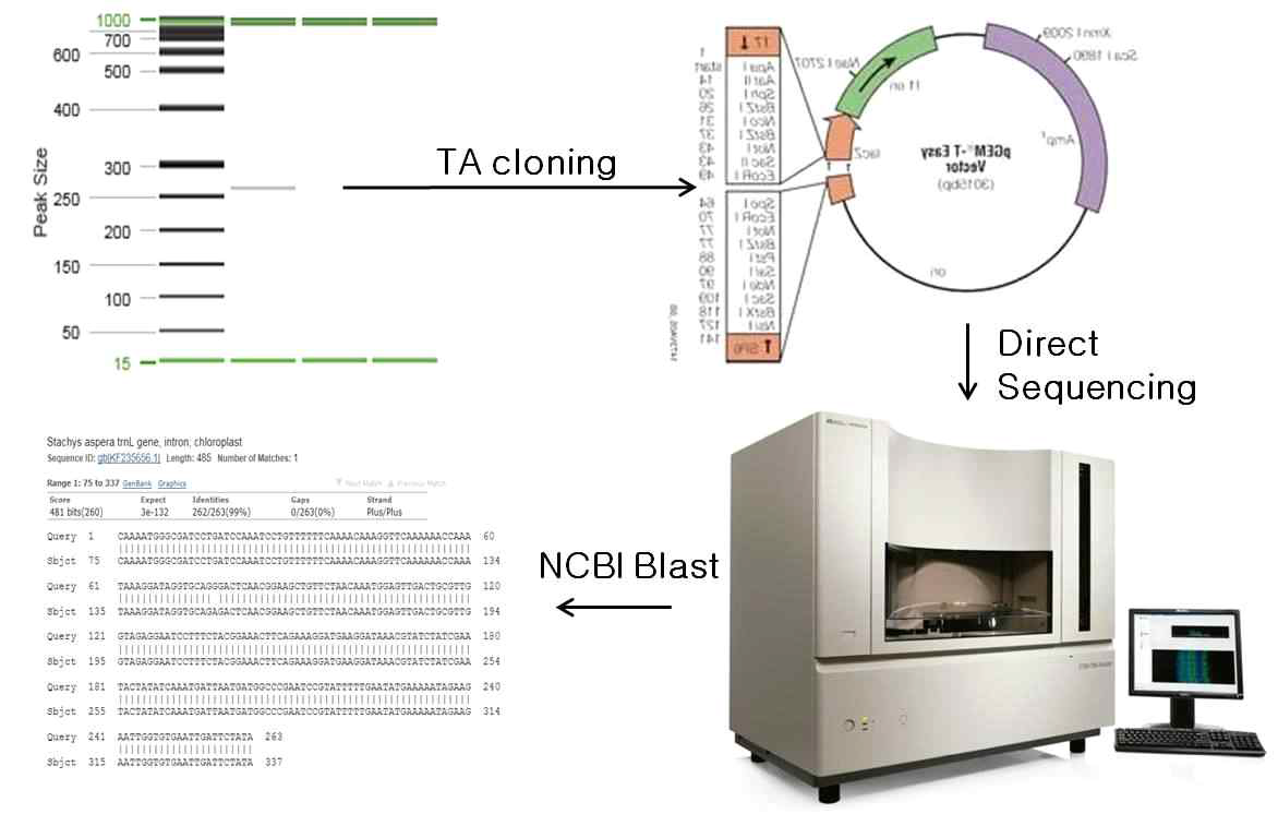 종 특이 PCR 산물의 염기서열 분석 과정