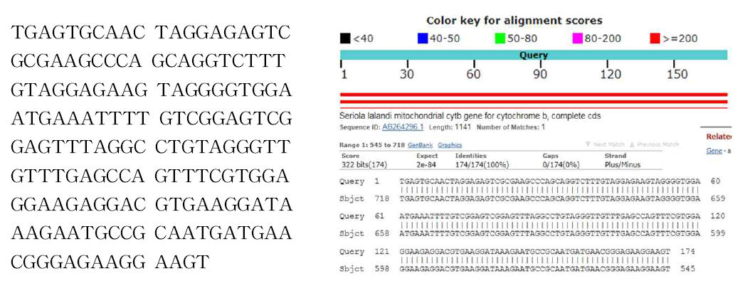 종 특이 PCR 산물의 염기서열 분석 결과 및 NCBI-BLAST 검색 결과