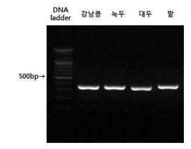 콩류의 일반 프라이머 PCR 결과