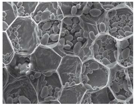 주사전자현미경으로 관찰한 감자의 유세포(Parenchyma cell)